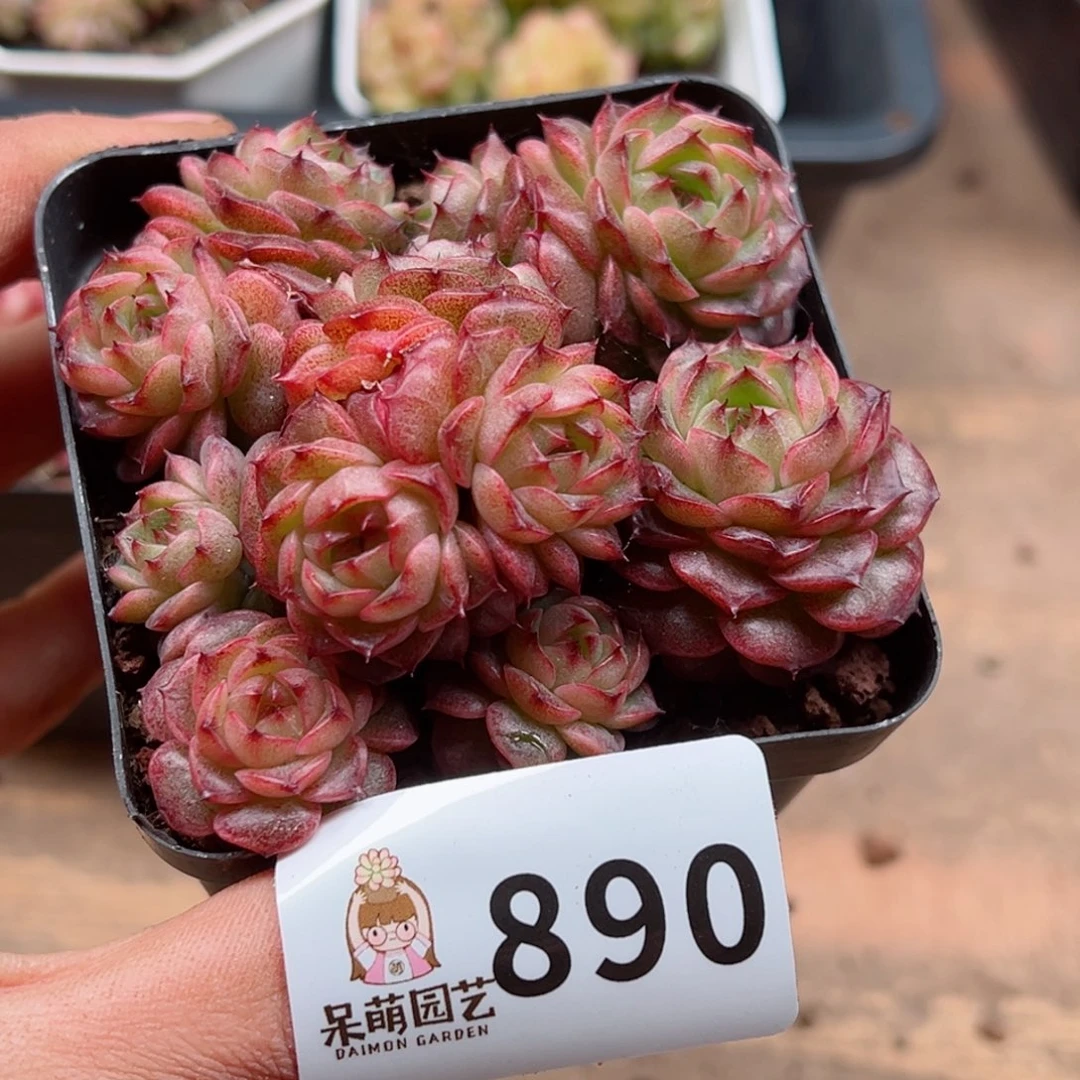 多肉植物多肉植物