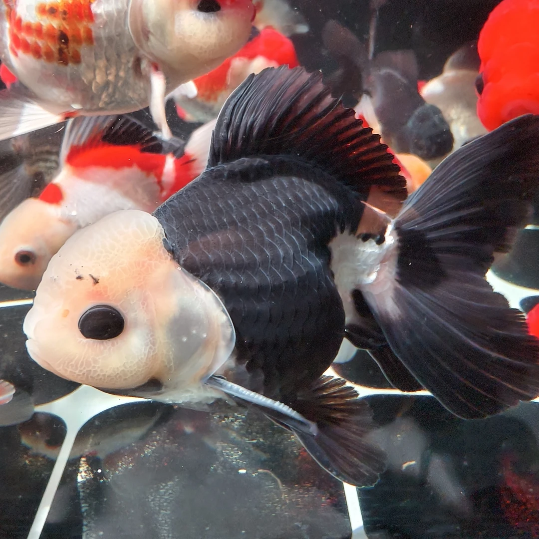 F1国产泰狮玛丽鱼 自家渔场养殖（顺丰不包邮，拍前跟主播沟通好）
