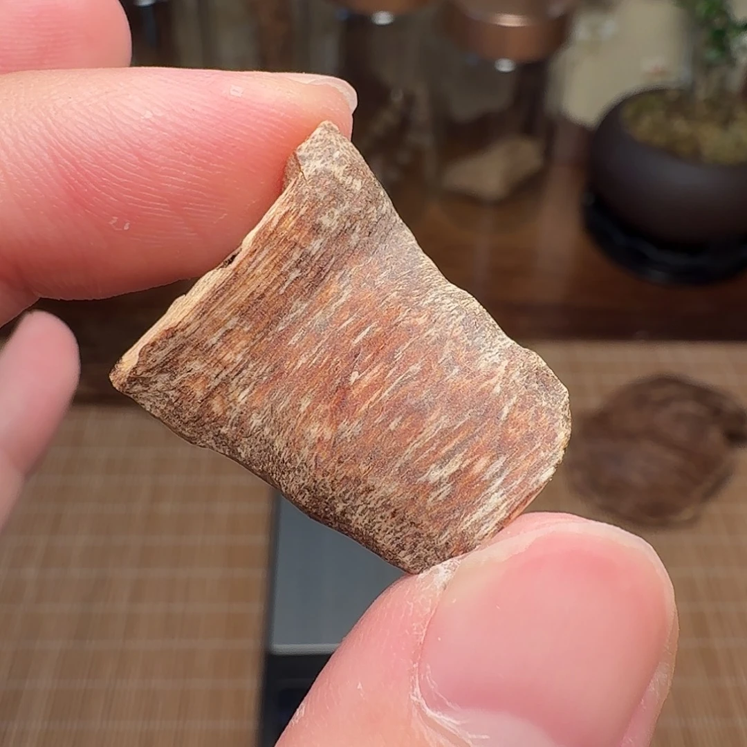沉香海南树心虫漏