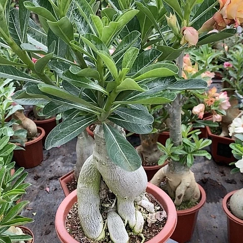 【闪购商品】无花朵圆*