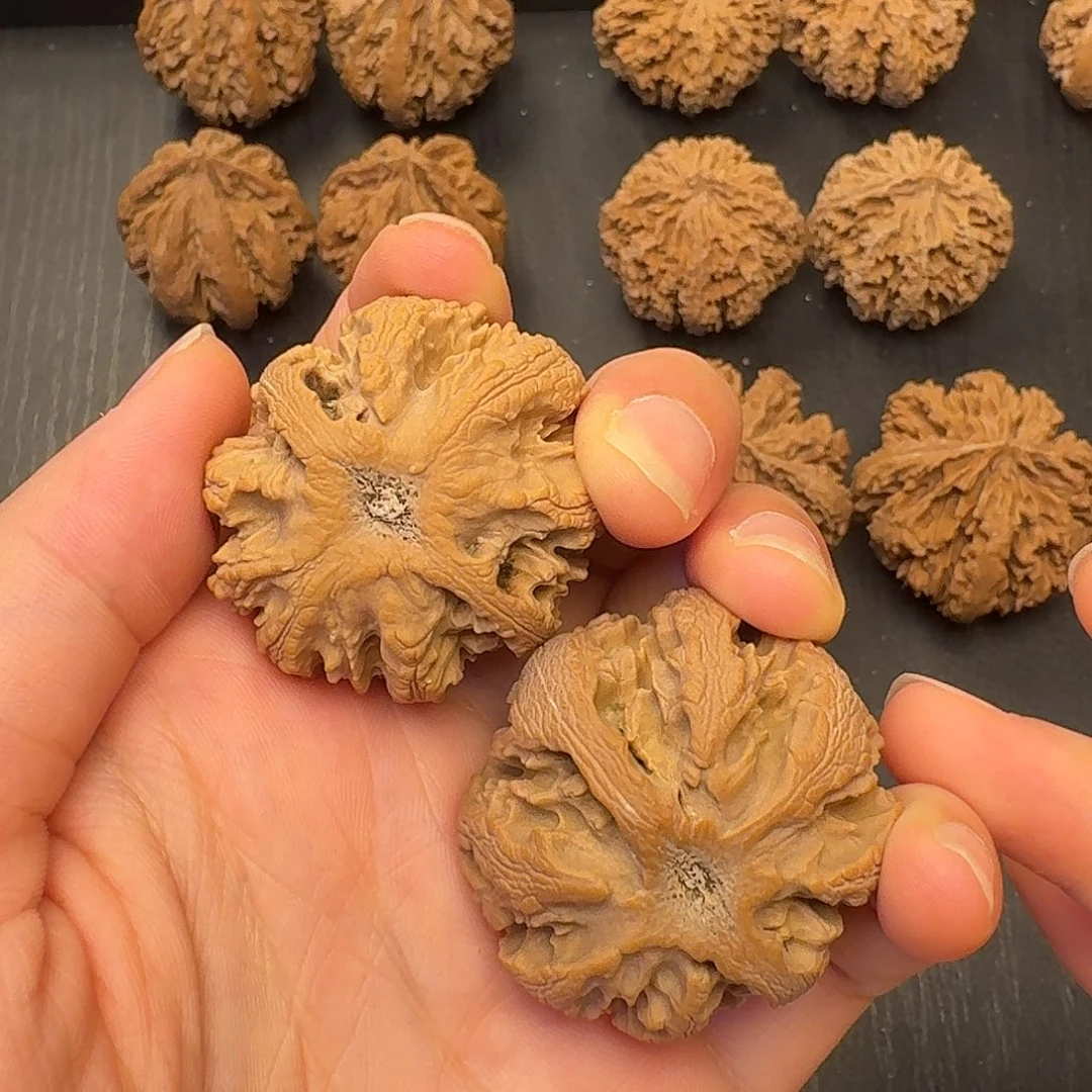 晚***稻核桃突突突突突突