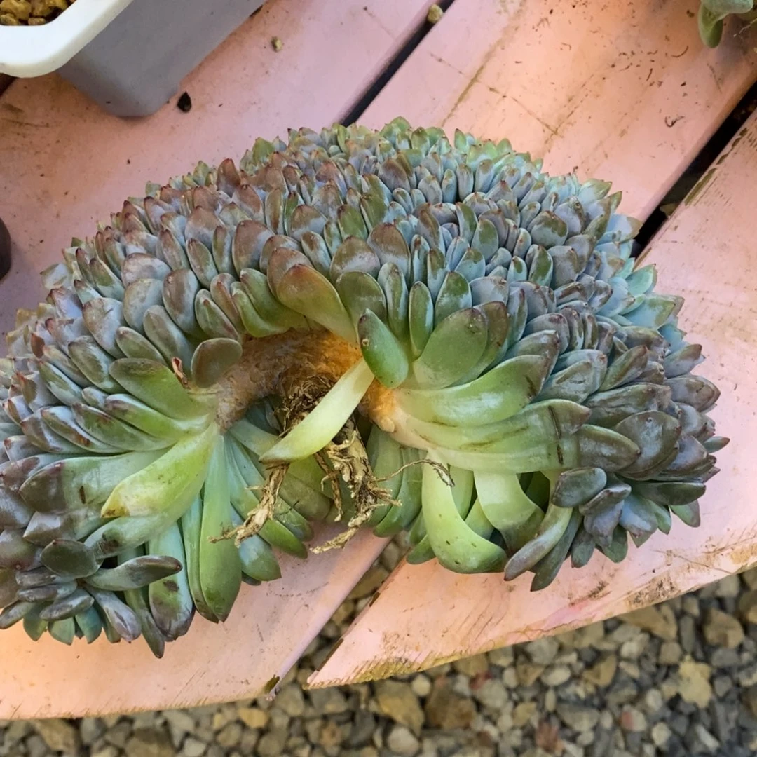 小虎多肉一物一拍星影