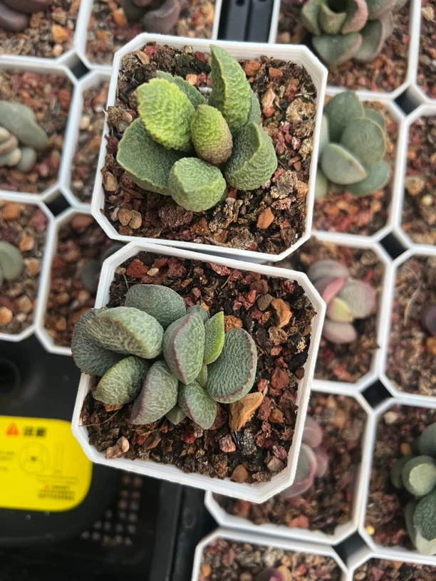墨墨水泡多肉植物