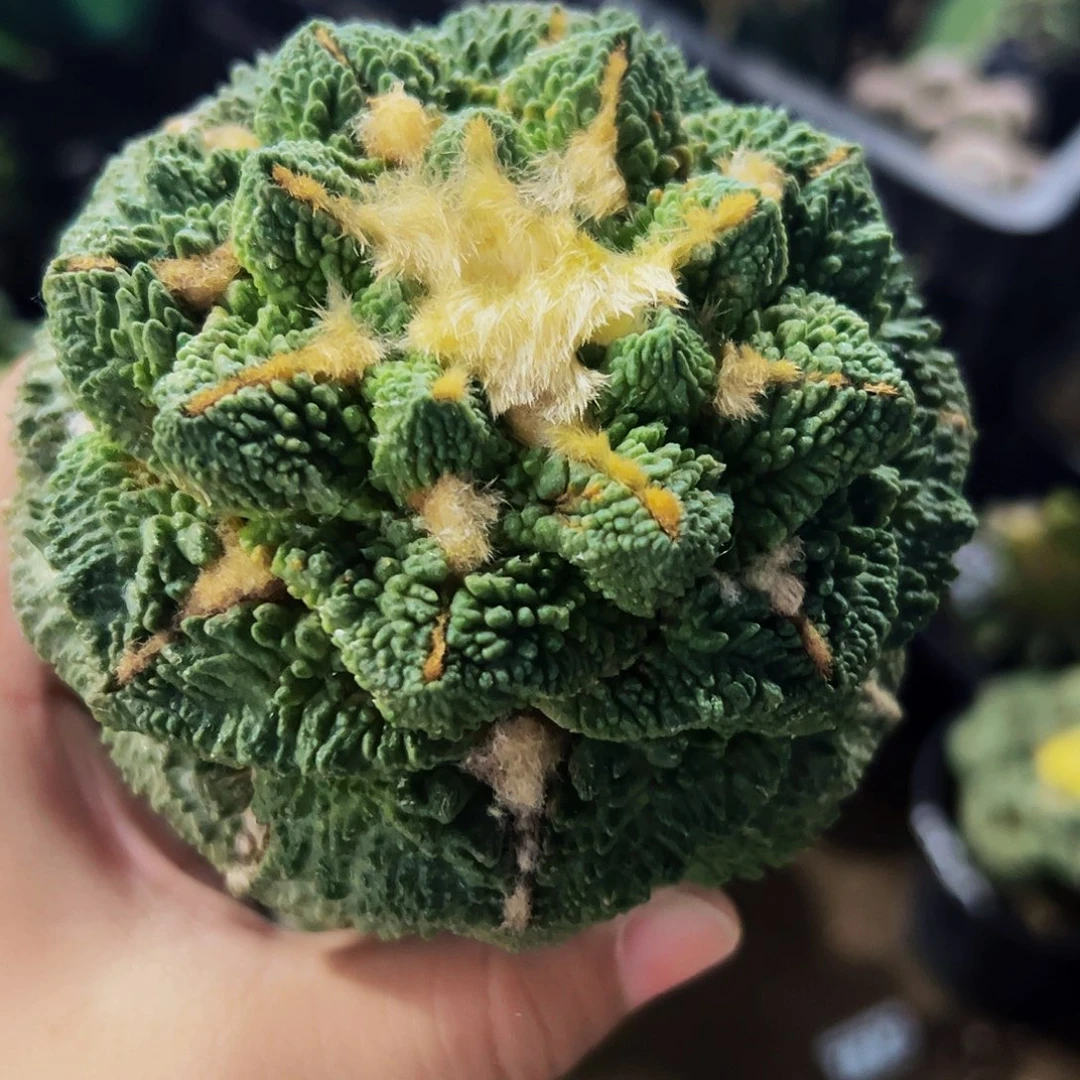 无花朵颗粒龟甲牡丹458