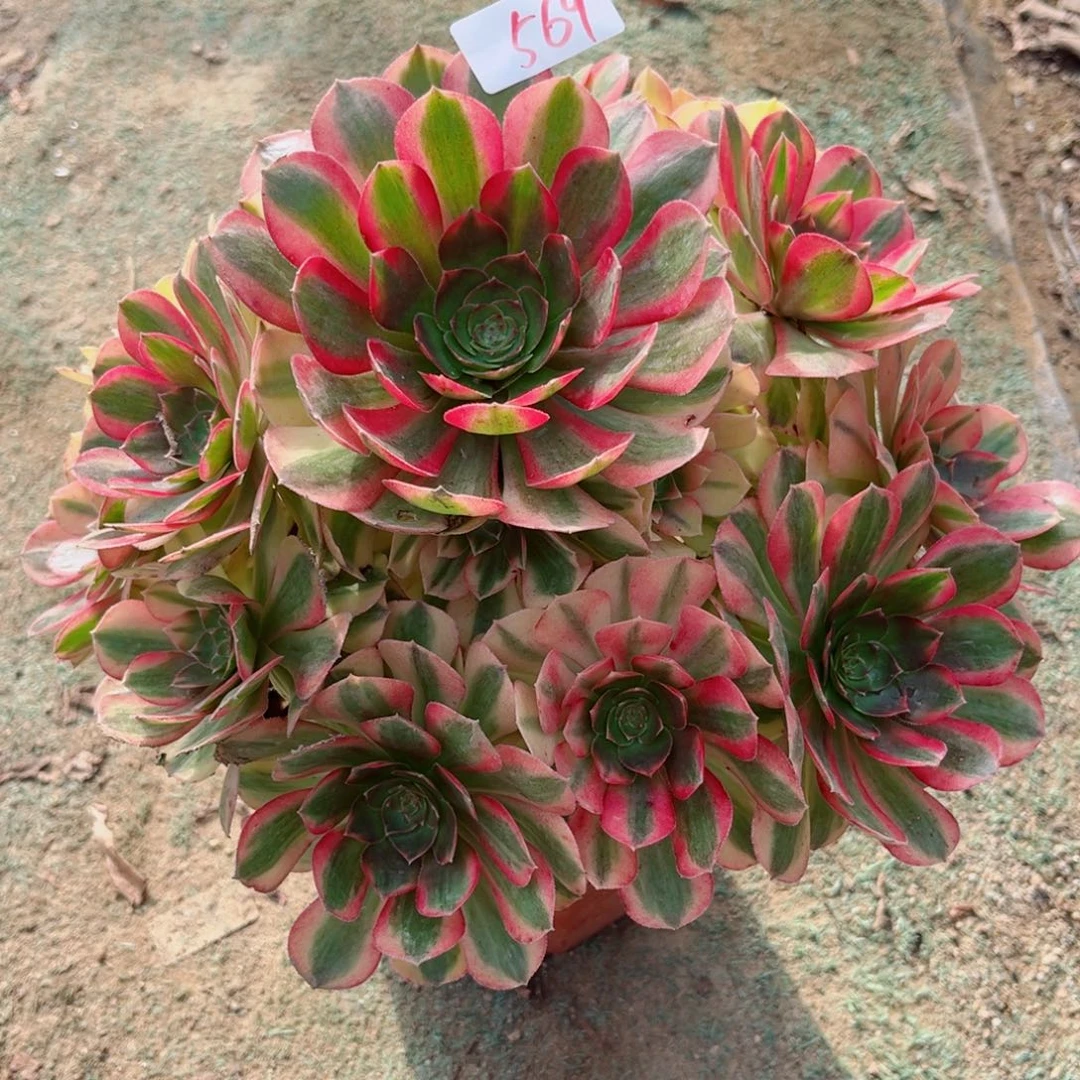 569雨荷法师多肉植物