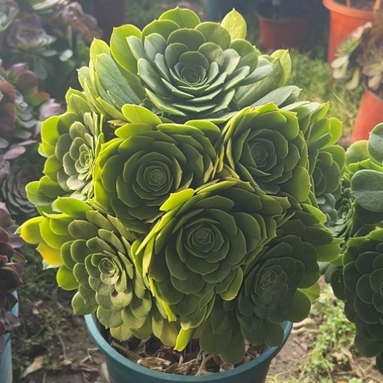 多肉植物一个绿玫瑰