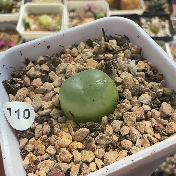 拉登1.7cm多肉带盆110