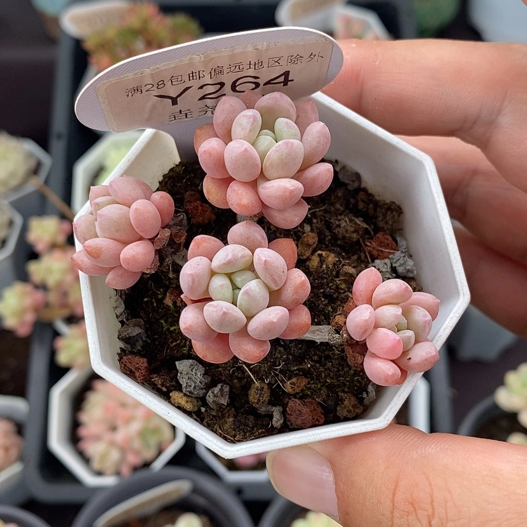 0264 小红蛋 6cm