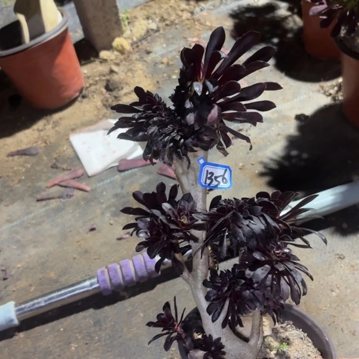 墨法师缀化1356一物一拍法师多肉