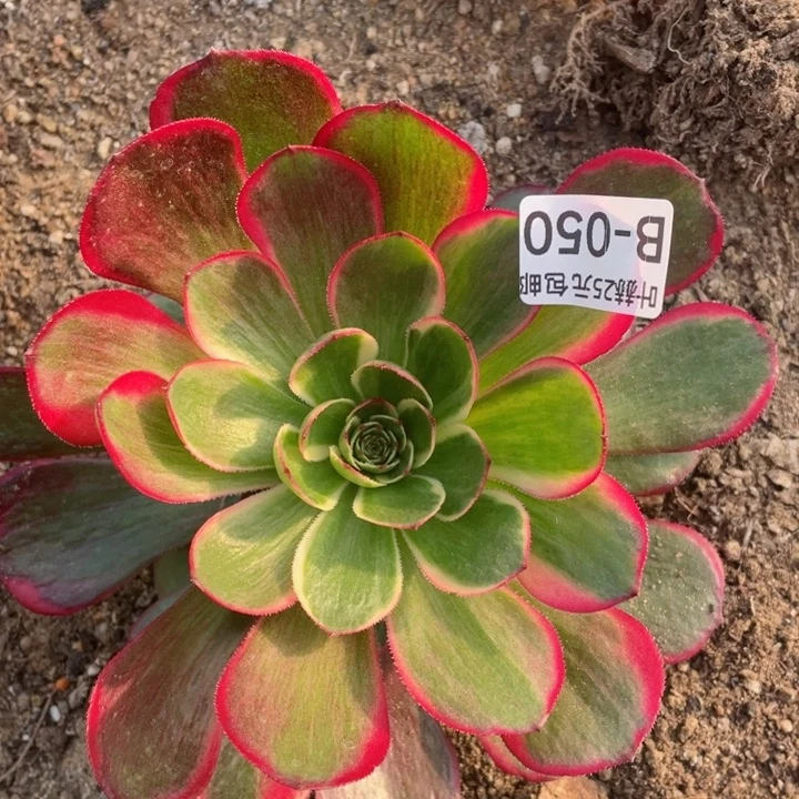 50粉花妖多肉12345678