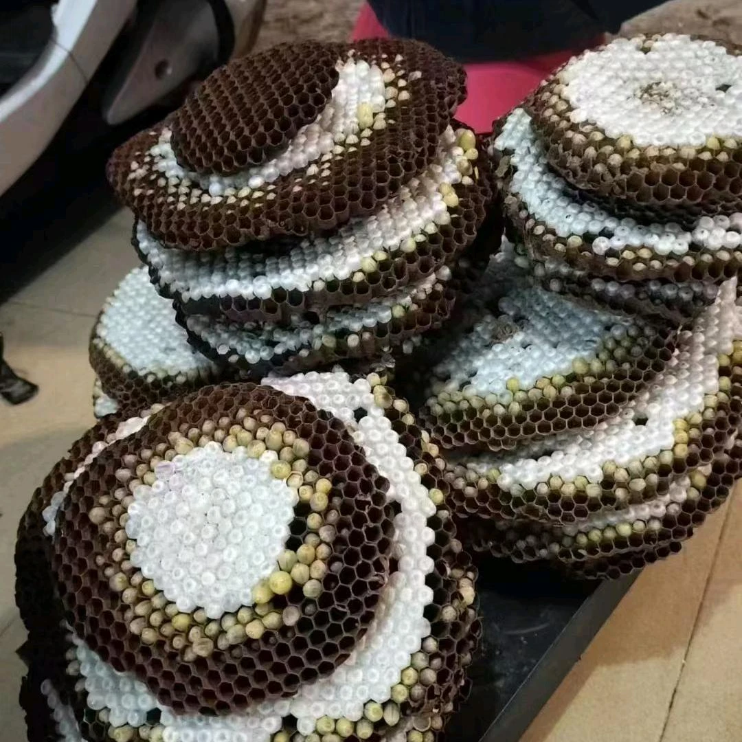 新鲜黄脚蜂蛹高蛋白食品