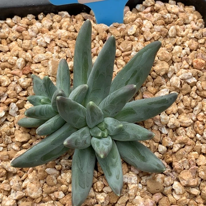 新品美人一物一拍16