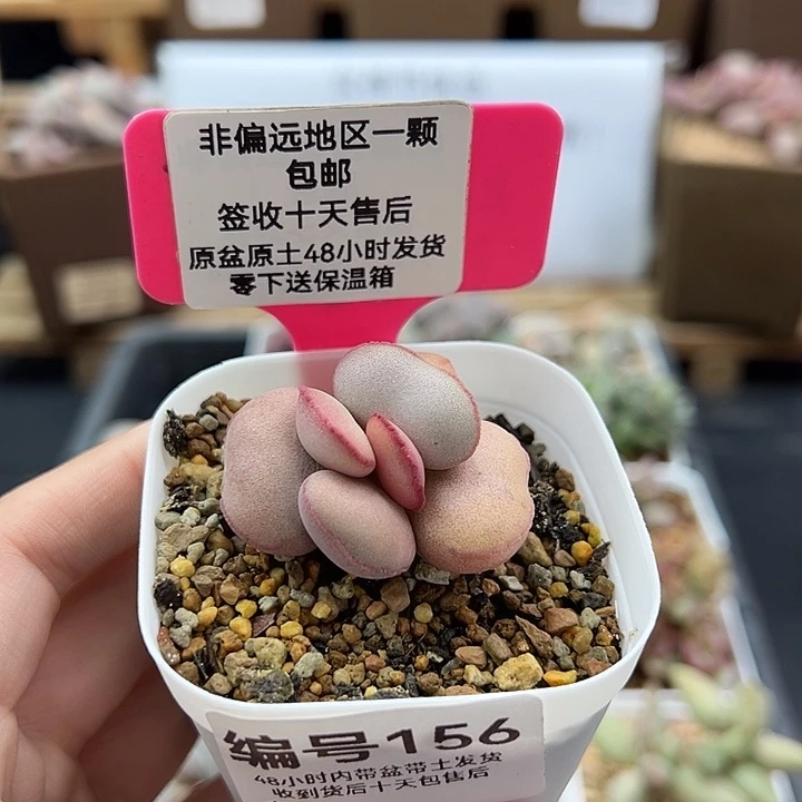 156白肌红蛋多肉