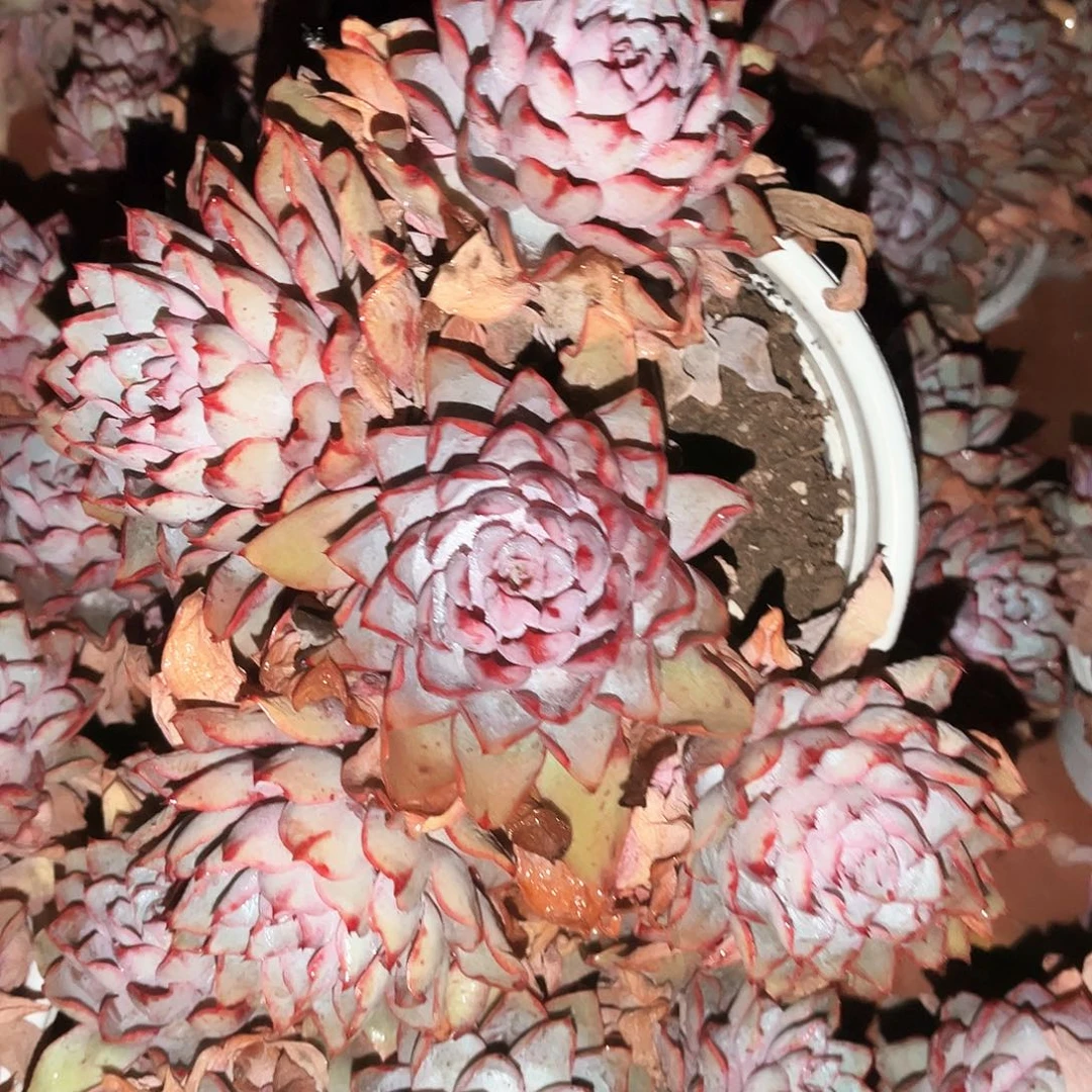 赫拉10.99多肉植物