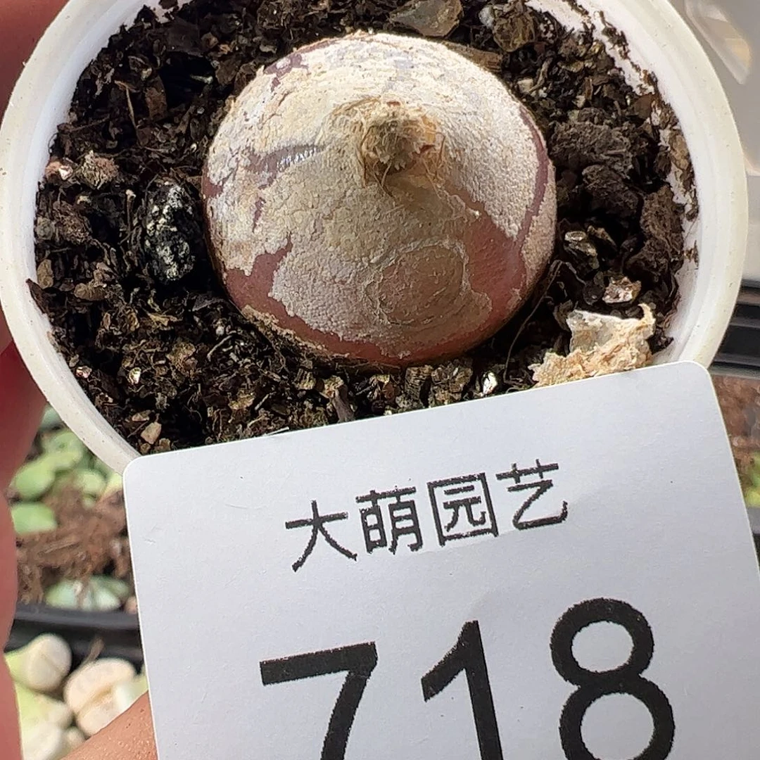 一物一拍。     718