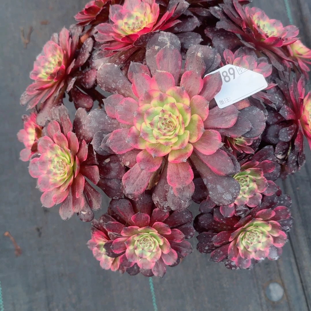 懂*6789烟花多肉多肉