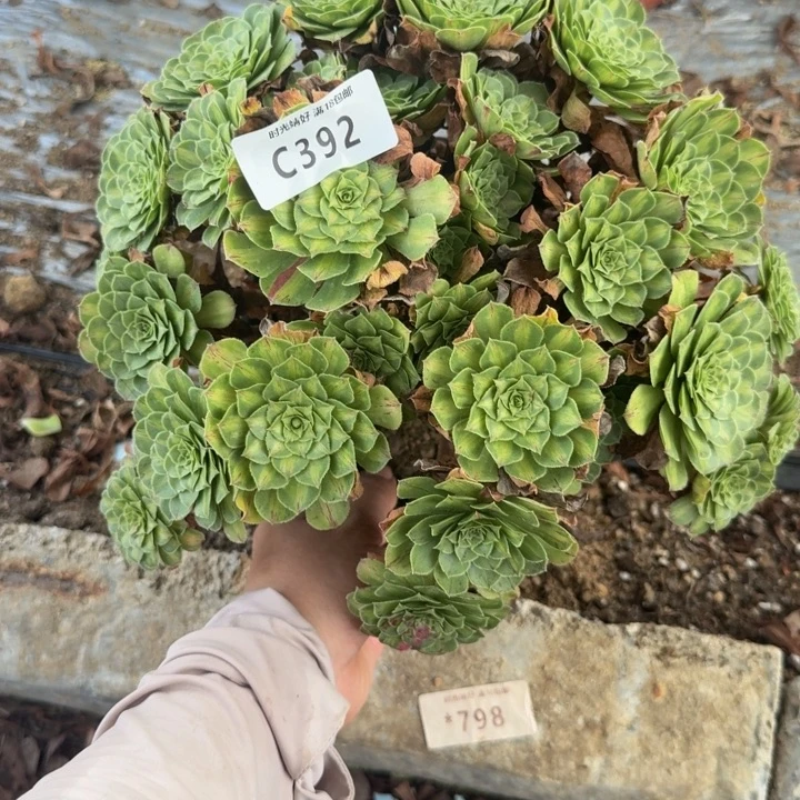 392绿知否有伤 多肉植物