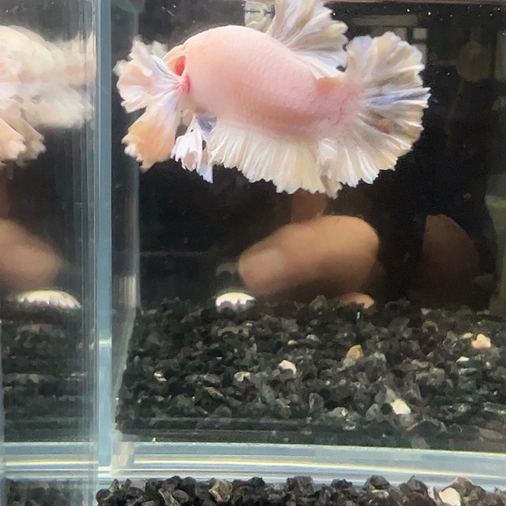 斗鱼一单包邮9日122