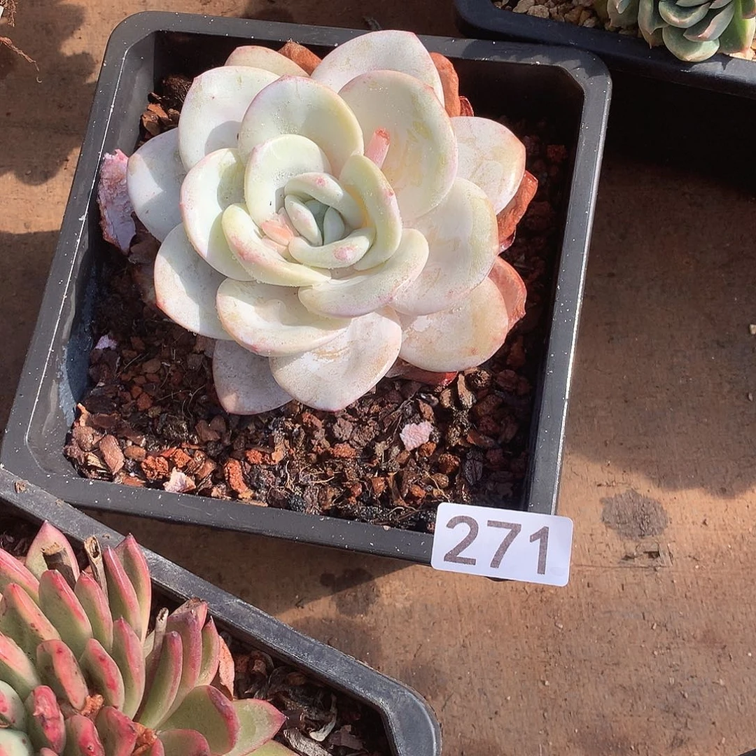 271 一物一拍多肉