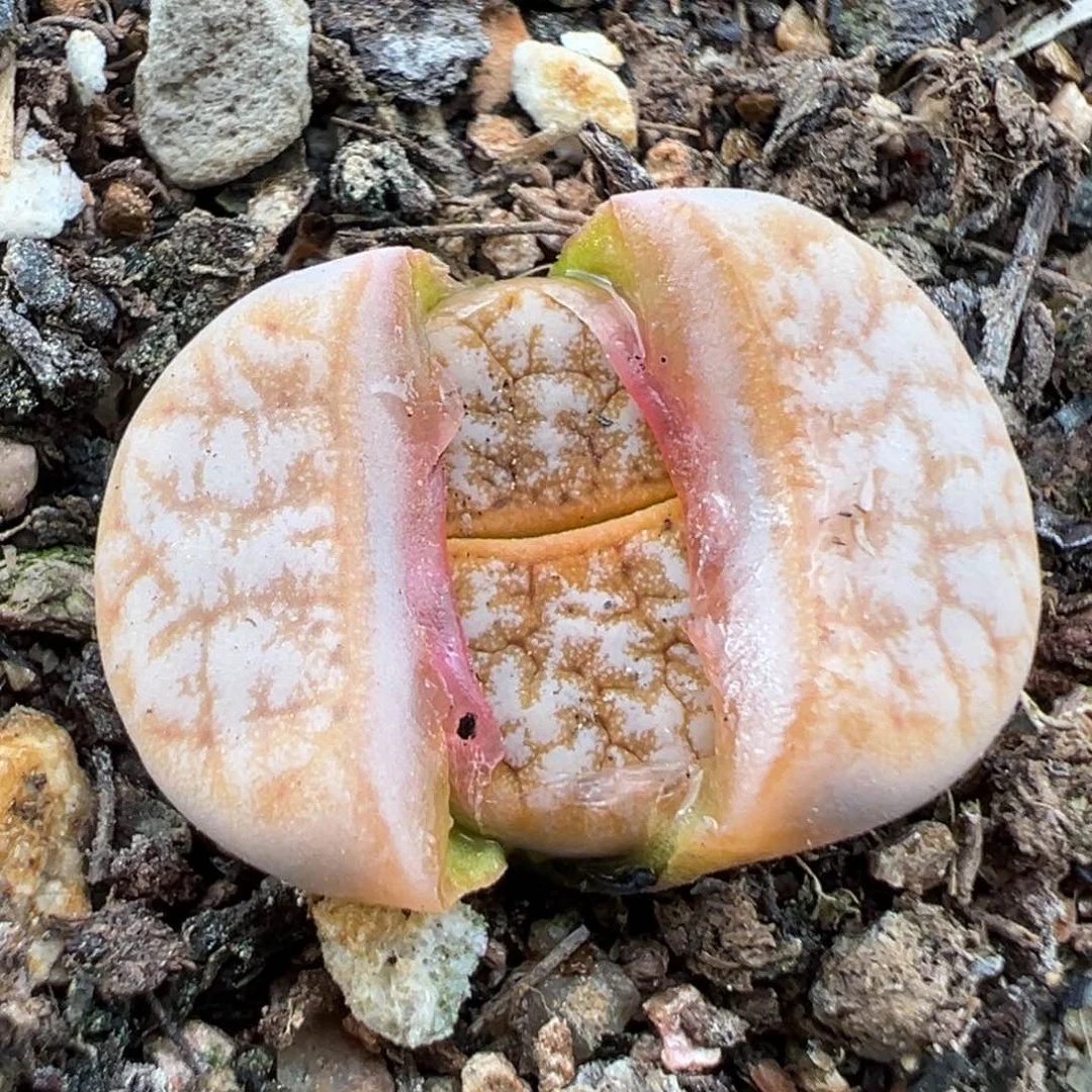 2.22好看的多肉365