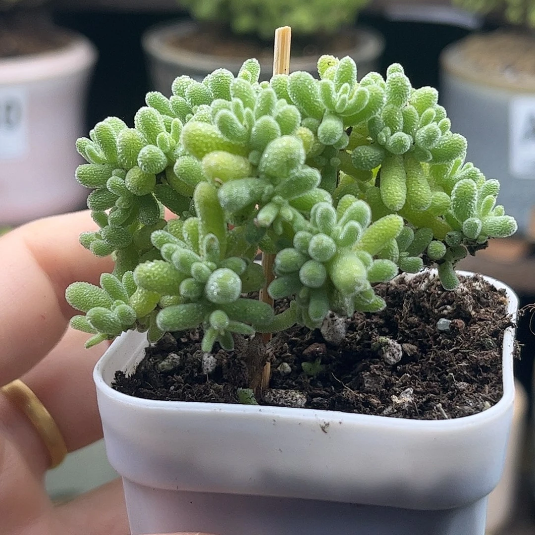 006紫冰晶优选枝干