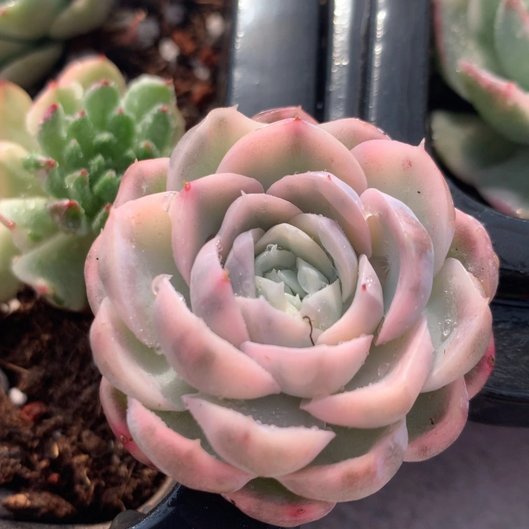 雪球头盖锦锦锦锦集