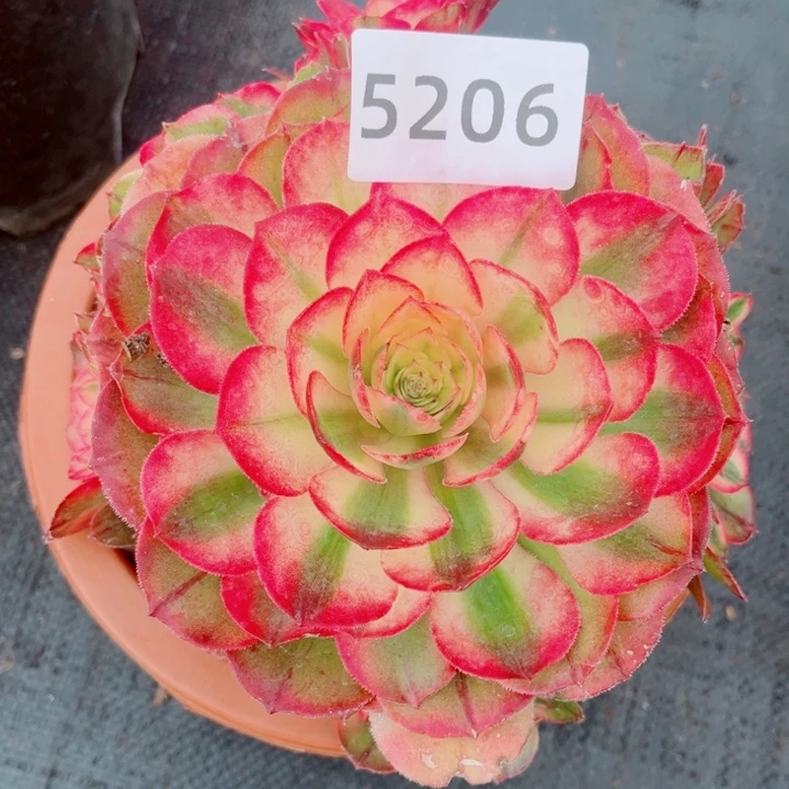 荔枝多肉发货发货