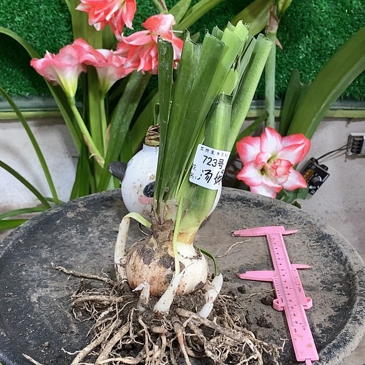 全部花朵汤姆6以上多侧723号