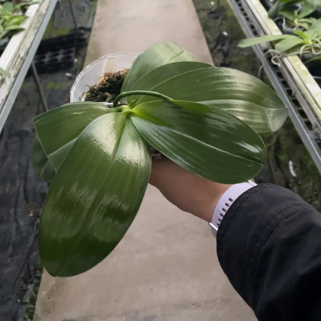 全部花苞3.5狗交蓝盾（叶瑕）