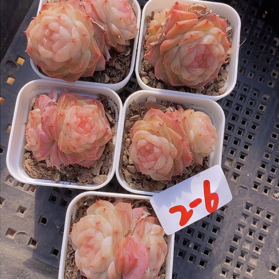 2-6-双头冻唇蜜福利一颗 量拍