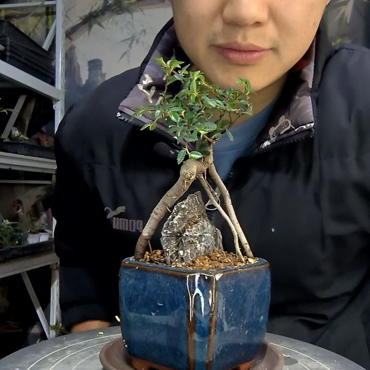 留****中青园艺一物一拍花147