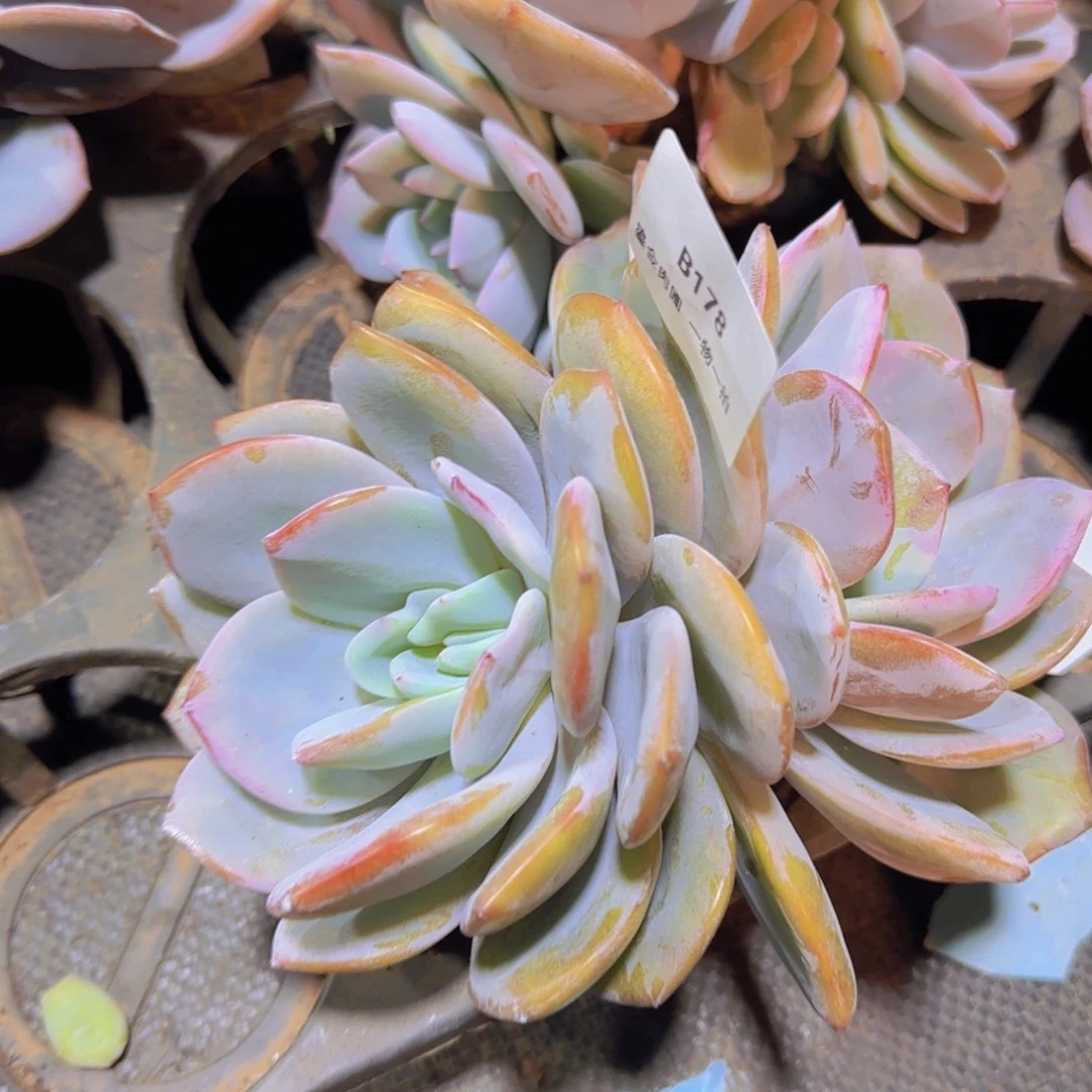 B178老桩奶茶双头