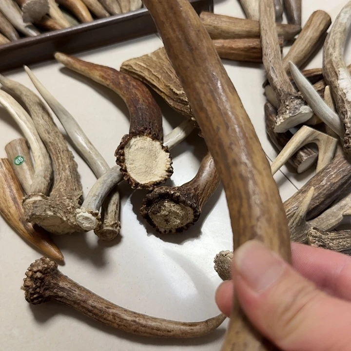 香榧木鹿角工艺品