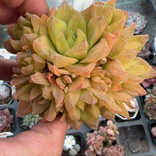18黄金玉露多肉植物多