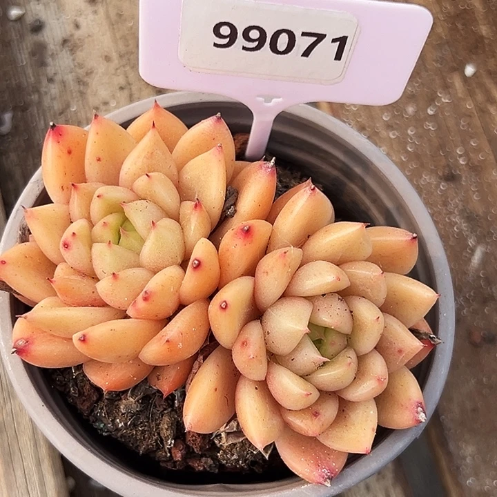 甜***味糖心      99071号