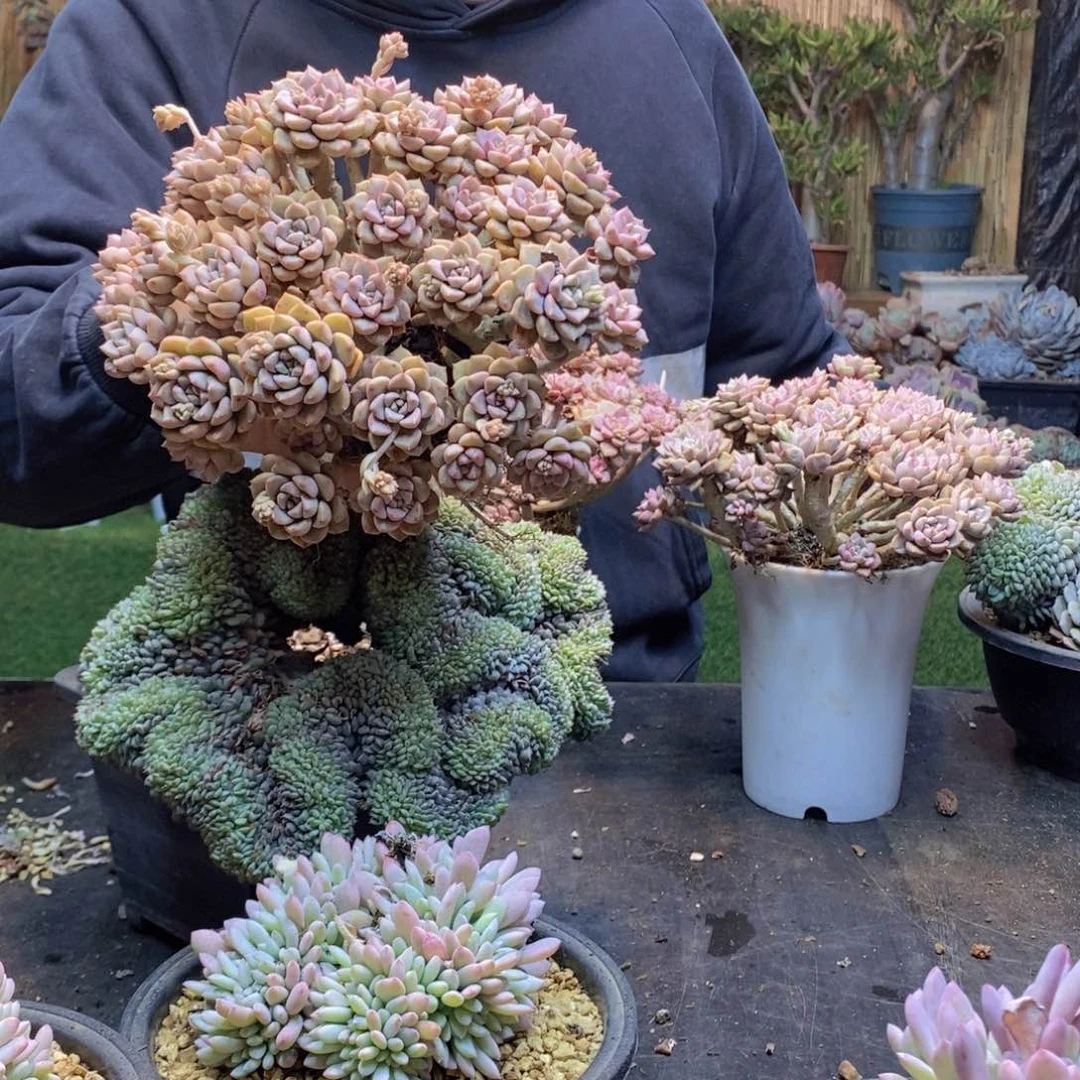 粉布偶老桩20公分起发