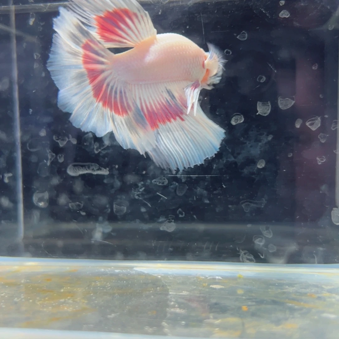 斗鱼浅色特殊尾hhhh