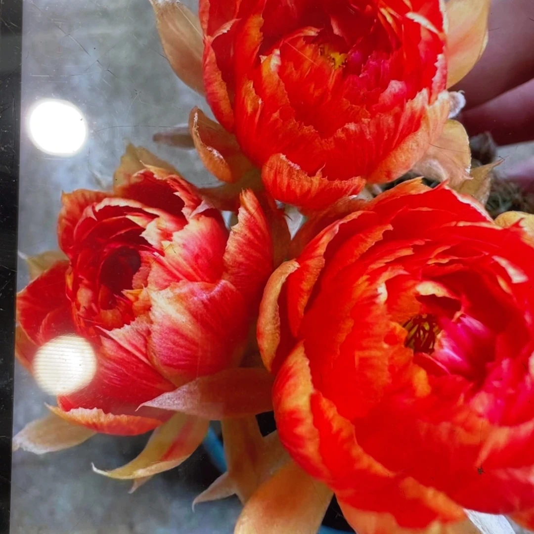 新品进口丽花L39侧芽