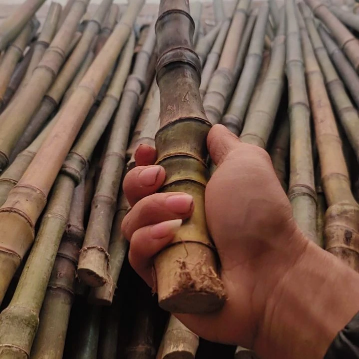 尤***利发发发发发发发发发