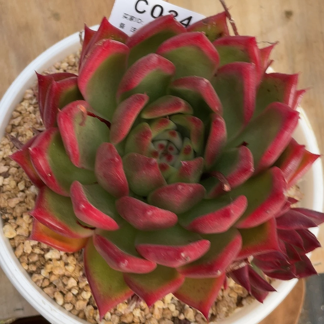 若如东云单拍c034