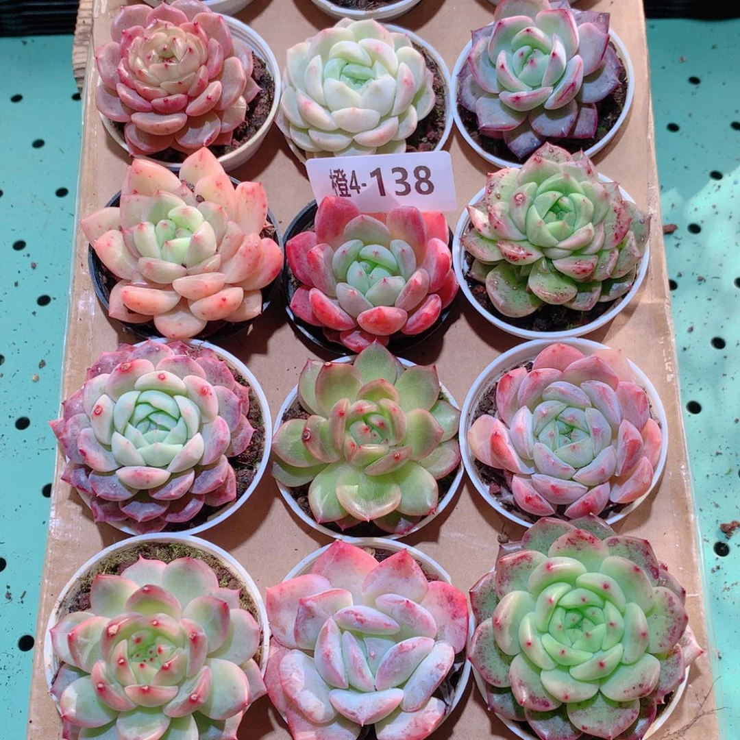 4-138一物一拍多肉带盆18颗