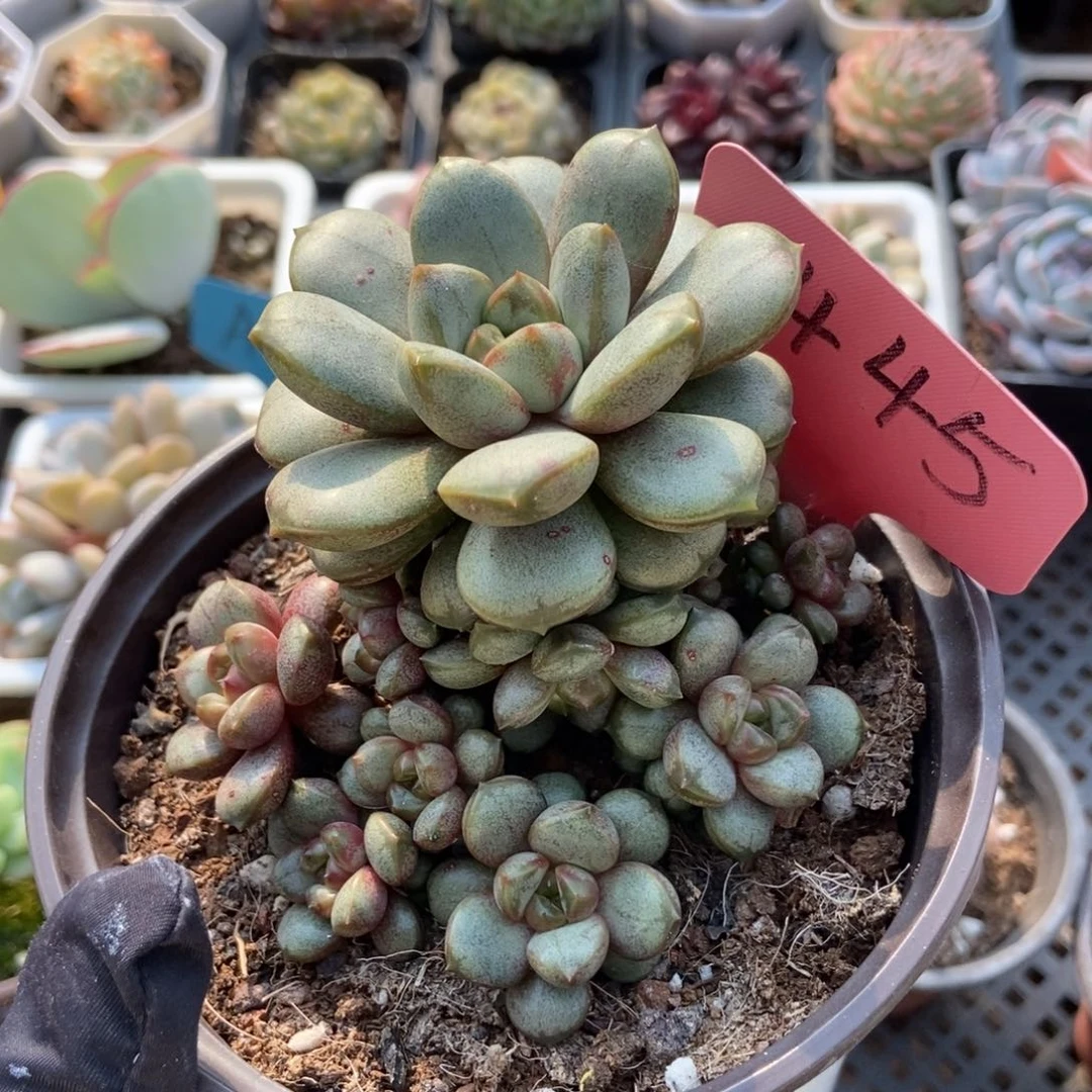 1445葡萄多肉植物保护