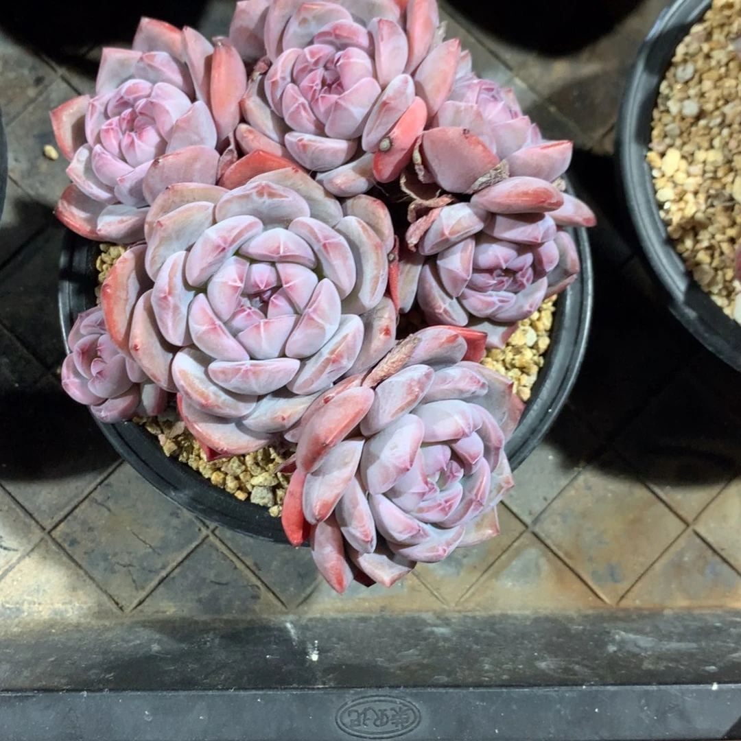 木**呀木木突尼斯多肉