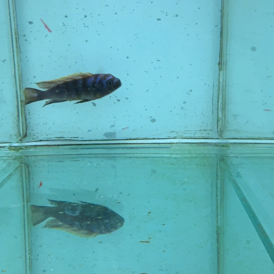 慈鲷1050麒麟。
