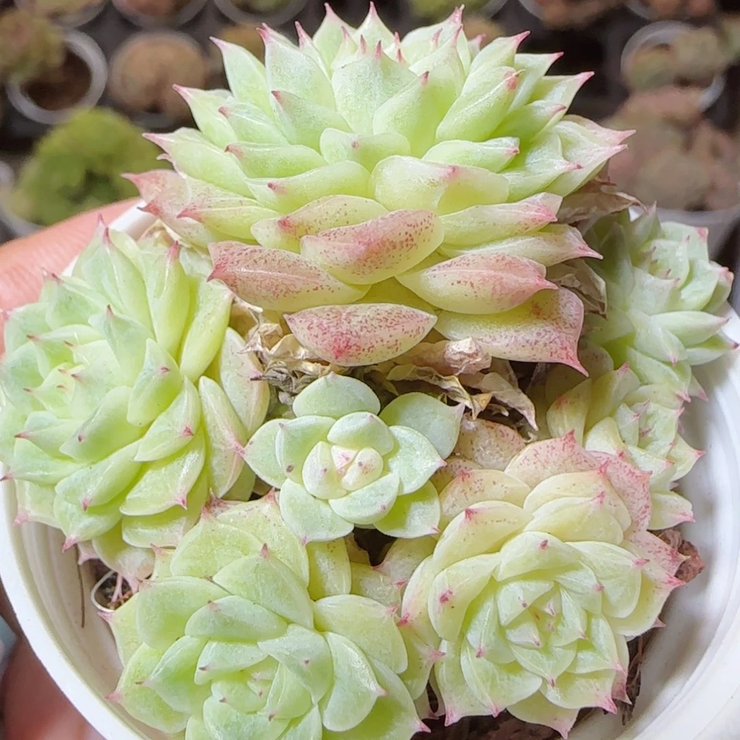 花语逸镜1118-201散