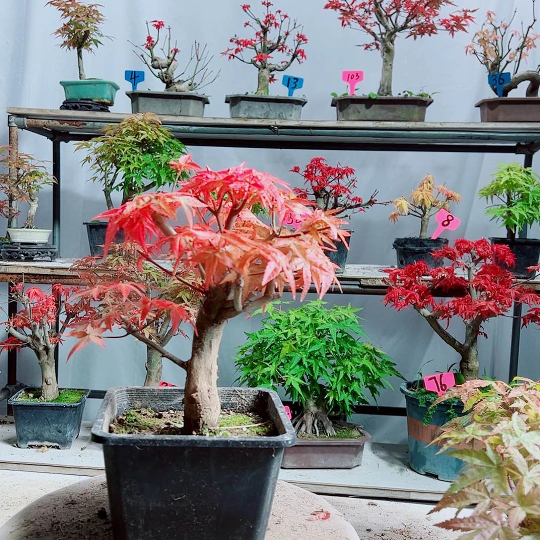 无花朵红枫老桩出猩猩