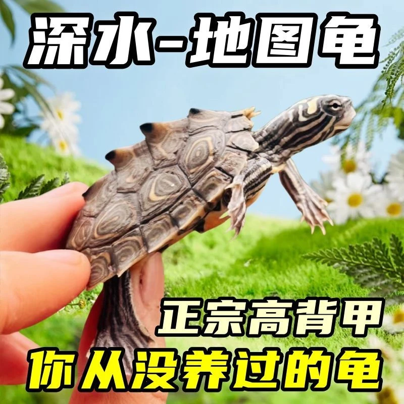 纯正】深水地图可鱼缸混养龟吃菜食蛋白饲料虾干密西西比地图黑瘤