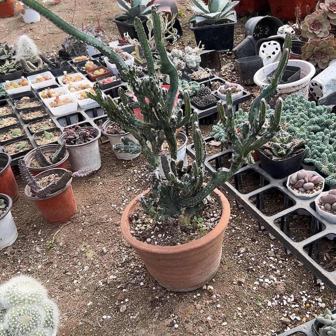 多肉植物残雪群生