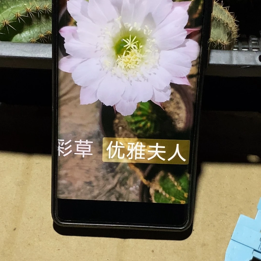 彩 优雅夫人侧芽歪20包邮/6公分