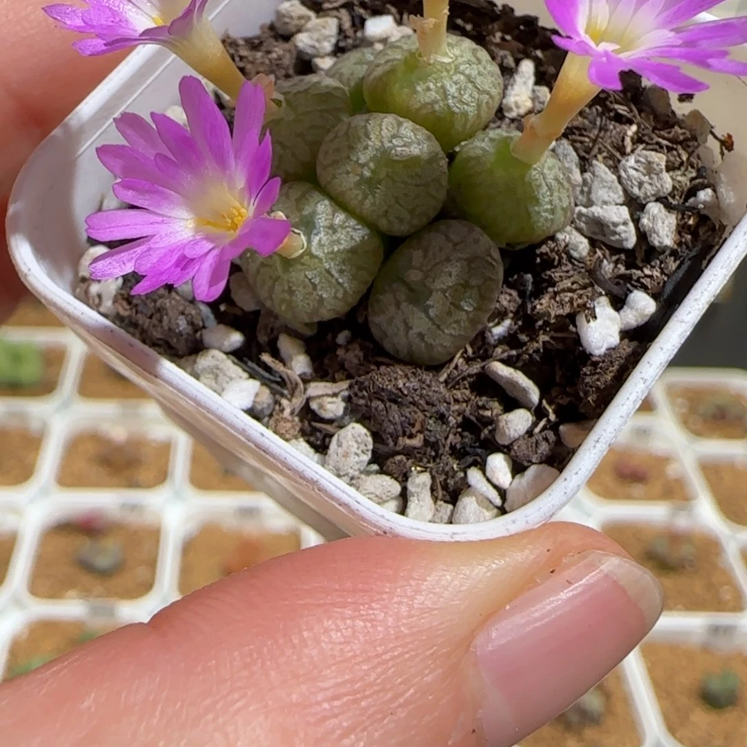 肉锥多肉植物组合-流水铜壶1577